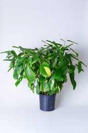 Image result for Maranta arundinacea