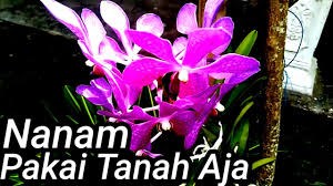 Maybe you would like to learn more about one of these? Tips Menanam Anggrek Vanda Agar Berbunga Youtube