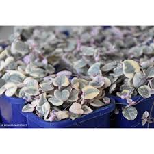 Image result for Ceropegia circinata