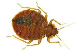 It may also spread an infestation, because bed bugs will seek the cooler areas in the room, beyond the. Bed Bug Prevention Tips