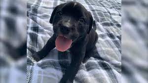 Born june 17, 2021 will be ready august 8 4 black males available the dam and sire come from excellent hunting. Craigslist Dog Scam Family Out 300 And Heartbroken After Scam Leaves Them With Sick Dying Puppy Abc11 Raleigh Durham