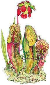 And try using different colors. Pitcher Plant Plant Drawing Pitcher Plant Carnivorous Plants