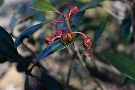 Image result for Pentaphylacaceae