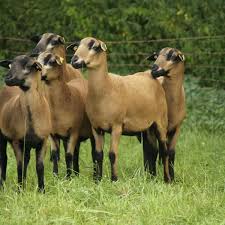 Das barbados blackbelly oder barbados black belly (kurz: Dna Test Vor Der Paarung Giessen