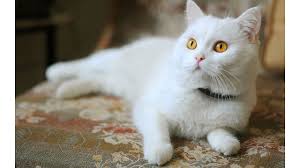 Hello viewer,hope you enjoying our content video, our channel #petvido provides you premium up to 4k higher resolution relaxing content like dogs videos, c. Long Hair White Cat Youtube