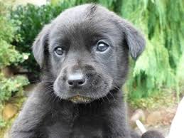 The lab mix can have multiple purebred or mixed breed lineage. Rottweiler Mix Puppies For Sale Washington
