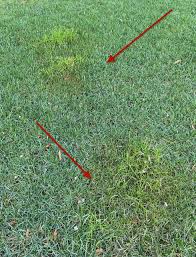 Image result for Poa annua