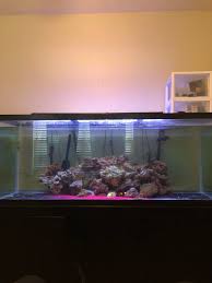 Hotels near san antonio aquarium: 210 Gal Saltwater Fish Tank And Setup For Sale In San Antonio Tx Offerup