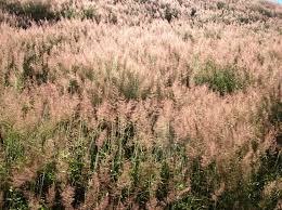 Image result for Melinis minutiflora