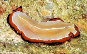 Image result for Pseudopod Ospermum