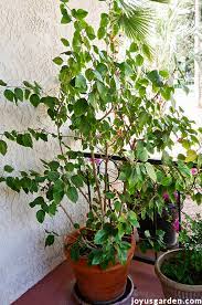 Maybe you would like to learn more about one of these? How To Aesthetically Prune A Tropical Hibiscus In Spring