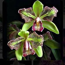 We did not find results for: Sun Catcher With Swarovski Crystals Sun Catcher For Windows Etsy Orchid Seeds Beautiful Orchids Rare Orchids