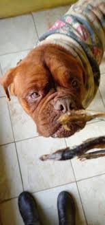 The average price for the dogue de bordeaux breed in the uk is : Emily Bellissima Dogue De Bordeaux Di 5 Anni Dogue De Bordeaux Rescue Italia Onlus