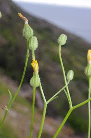 Image result for Crepis newii