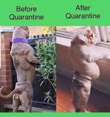 These Dog Memes Explain Exactly How We Feel About Quarantine Urbanmatter