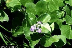 Image result for Vitex trifolia