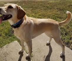 The best akc white, yellow, cream, and black lab puppies for sale in southern ca! The Beagle Lab Mix A K A Beagador Fun Playful With A Mind Of Its Own Animalso