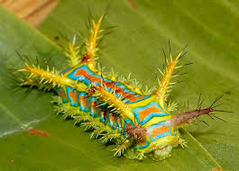 Black And Yellow Striped Caterpillar Poisonous Awesome Caterpillar Monster Insects Creepy Animals Weird Animals
