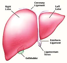 Learn about its function, parts, location on the body, and conditions that affect the liver, as well as. Computers Materials Continua Doi 10 32604 Cmc 2021 015151 Images Article Liver Tumor Detection Using Cnn Resunet Muhammad Sohaib Aslam1 Muhammad Younas1 Muhammad Umar Sarwar1 Muhammad Arif Shah2 Atif Khan3 M Irfan