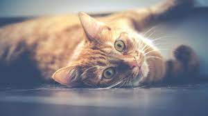 Der zeitpunkt der ersten rolligkeit wird unter anderem auch. Die Rolligkeit Der Katze Der Zyklus Der Katze Nutzliche Tipps Petplan