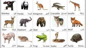 أجمل 10 حيوانات أليفة في العالم ينصح بتربيتها بالصور مجلة رجيم