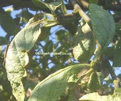 Identify And Treat Pest And Diseases Of Cherry Tree