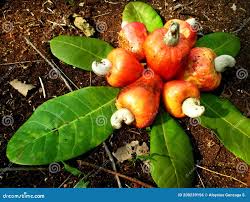Image result for Anacardiaceae