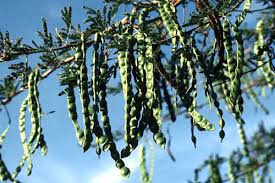 Image result for Acacia grandicornuta