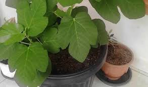 Sini saya memberikan sedikit cara menanam pokok tin dari keratan batang yang kita beli atau kita potong dari pokok tin asal yang. Cara Budidaya Buah Tin Didalam Pot Terbukti Menghasilkan