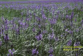 Image result for Hyacinthaceae