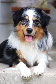 Australian Shepherds Australian Shepherds Australian Shepherds Australian Shepherds Australian Frasesdeperro 2020 Avustralya Coban Kopegi Yavru Kopek
