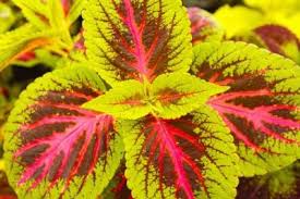 It grows well in loamy soil that drains well, and it will grow in full sun, partial sun, partial shade, and full shade. Shade Loving Landscape Plants For Houston Texas Landscaping Plants Shade Landscaping Houston Landscaping