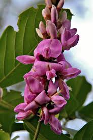 Image result for Lonchocarpus