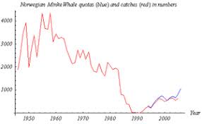 Minke Whale Wikipedia