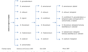 Image result for Solanum grossidentatum