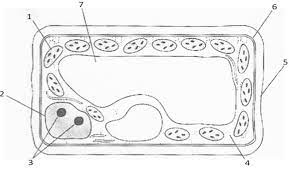 Apr 28, 2017 · cell wall definition. Bio Organelle Quiz Plant Cell Diagram Quizlet