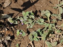 Image result for Nelsonia canescens