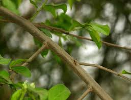 Image result for Grewia flavescens