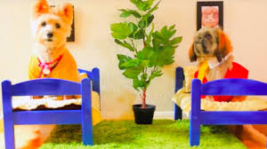 Check spelling or type a new query. Animal Crossing Happy Home Designer Isabelle And Digby S New House Trailer Youtube