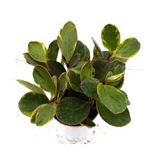 Check spelling or type a new query. Indoor Potted Plants Peperomia Obtusifolia Red Margin Indoor Plant Manufacturer From Pune