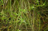 Image result for Spermacoce ruelliae