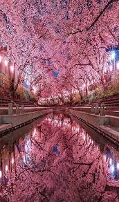 Cherry Blossom Are On Huge Rate In Japan Cherry Blossom Japan Scenery Landscape