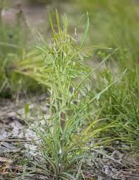 Image result for Lactuca indica