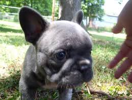 French bulldog puppies dalton georgia. Cute Ckc French Bulldog Puppies For Sale In Maryville Tennessee Classified Americanlisted Com