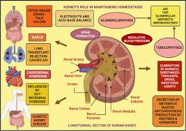Image result for Renal Function