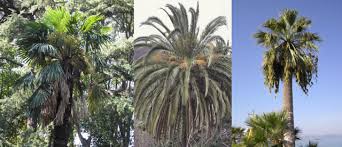 성경에 나오는 종려나무는 어떤 나무일까? | 한국일보