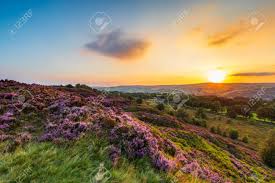 Maybe you would like to learn more about one of these? Heather Calluna Vulgaris In Full Bloom At Norland In Halifax West Yorkshire Uk Stock Photo Picture And Royalty Free Image Image 122037704