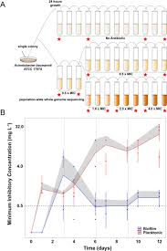 L'adoptant s'engage à conserver l'animal toute sa vie article 2. Biofilm Dependent Evolutionary Pathways To Antibiotic Resistance Biorxiv