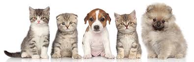 Address 2255 north freedom blvd. All About Pets Provo Veterinarian In Utah County