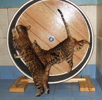 You won't pay a penny more for anything you purchase but we will. How To Build A Cat Exercise Wheel Part 1 Cat Exercise Wheel Cat Exercise Cat Diy